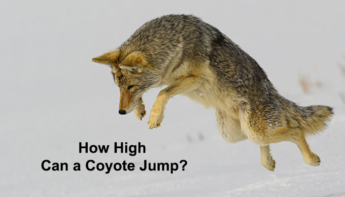 How High Can Coyote Jump