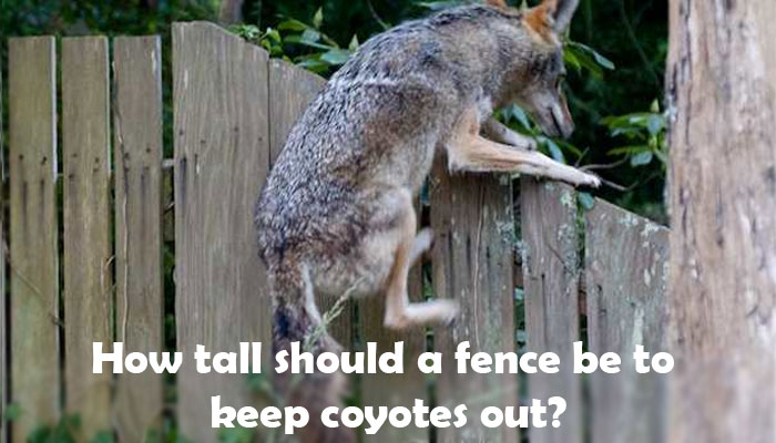 How tall should a fence be to keep coyotes out?