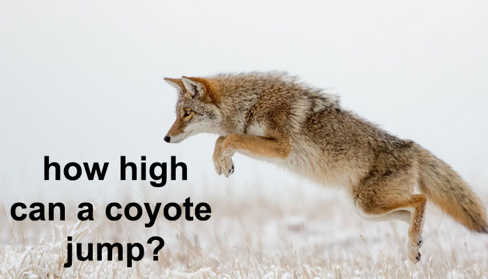how high can a coyote jump?
