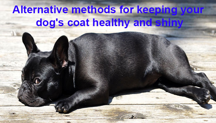 Alternative methods for keeping your dog's coat healthy and shiny