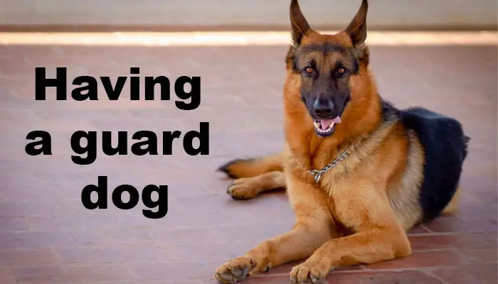 Having a guard dog