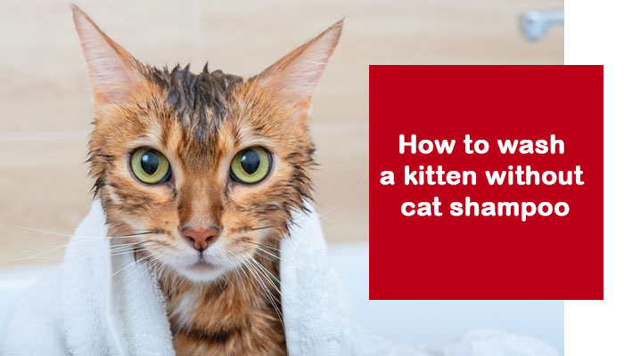 How to wash a kitten without cat shampoo