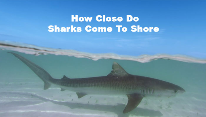 How Close Do Sharks Come To Shore?