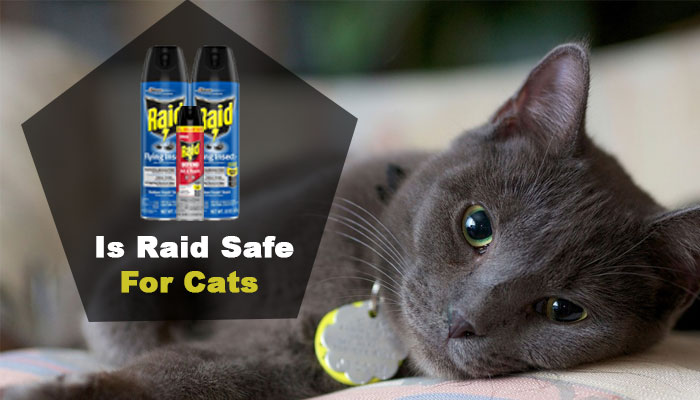 Is Raid Safe For Cats