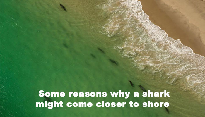 Some reasons why a shark might come closer to shore