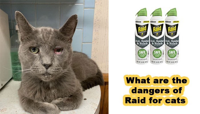 What are the dangers of Raid for cats